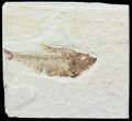 Bargain, Diplomystus Fossil Fish - Wyoming #67945-1